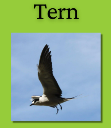 Tern